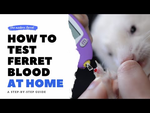 , title : 'How to Test Ferret Blood Glucose for INSULINOMA | Ferret Care'