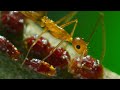 Yellow Crazy Ants Kill Red Crab Planet Earth II BBC Earth