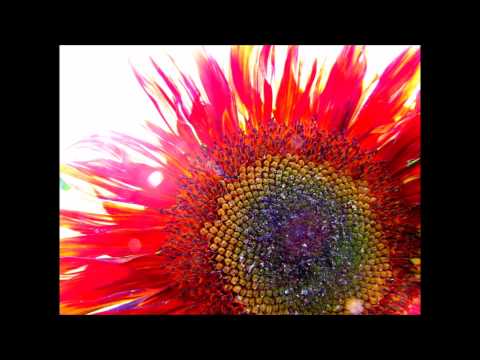 Wochenorakel für die Woche vom 17. bis zum 23.August 2015