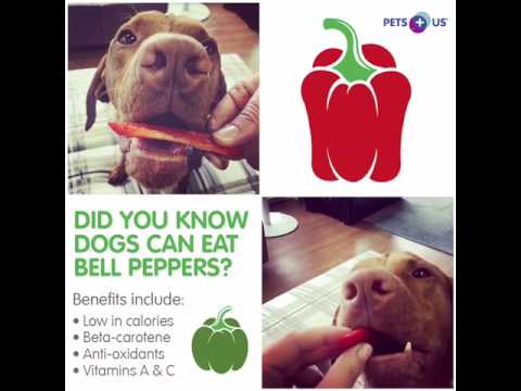 download lagu mp3 mp4 Dogs And Peppers, download lagu Dogs And Peppers gratis, unduh video klip Dogs And Peppers