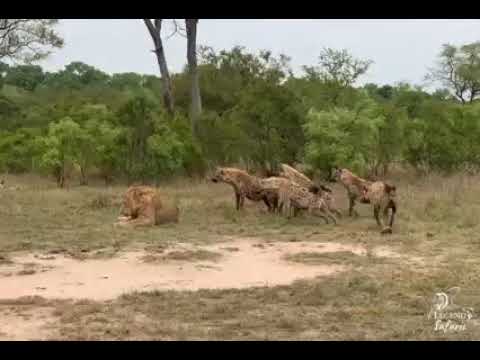 Hyena clan mobbing young male lion