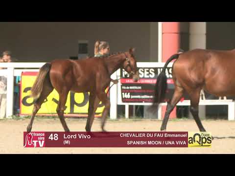 Show AQPS Ouest 2021 - Lot  48