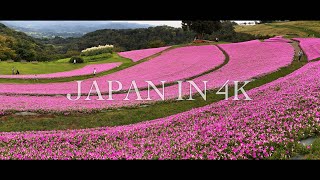 Japan in 4K : マザー牧場 ペチュニア