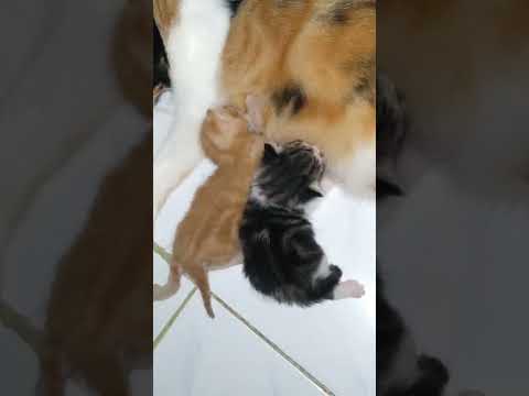BABY CAT BREAST FEEDING ❤