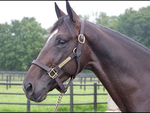 2018 Hambo Contenders -  Tactical Landing and You Know You Do