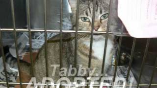 Paulding Animal Shelter Video - residents come to aid the shelter