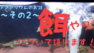 【アロワナ混泳水槽】アクアリウムのお話～その２～餌やり編