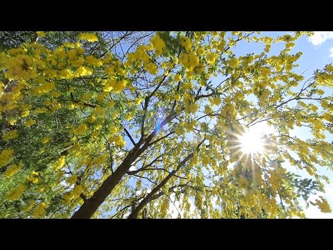 Sevenoaks Wedding Film | Elliot & Jemma