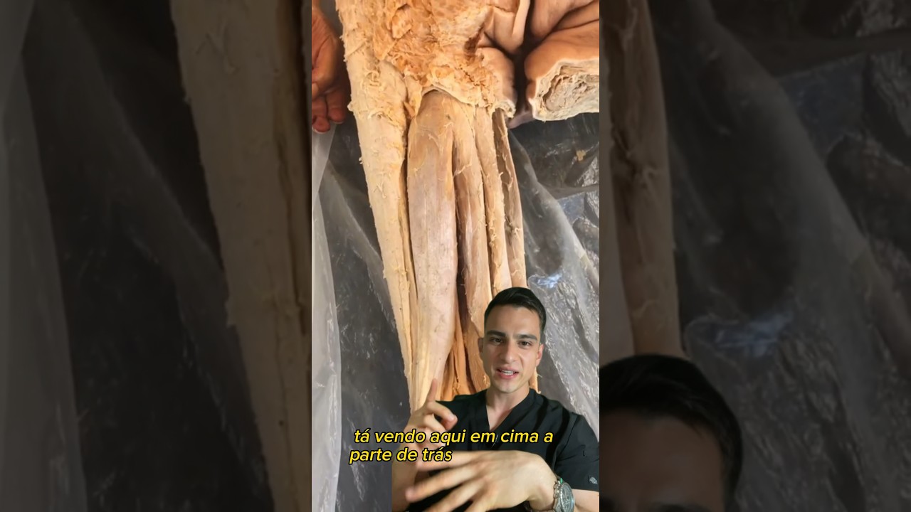 O Que é Jarrete Anatomia