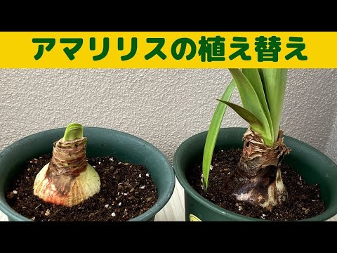クリスマスにアマリリスを再び咲かせる方法 植物 屋内 鉢球 灯台 庭 しおれた花