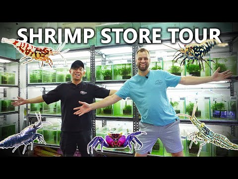 Exotic SHRIMP STORE TOUR! 160+ Tanks of RARE Species! Shrimps Affair Singapore