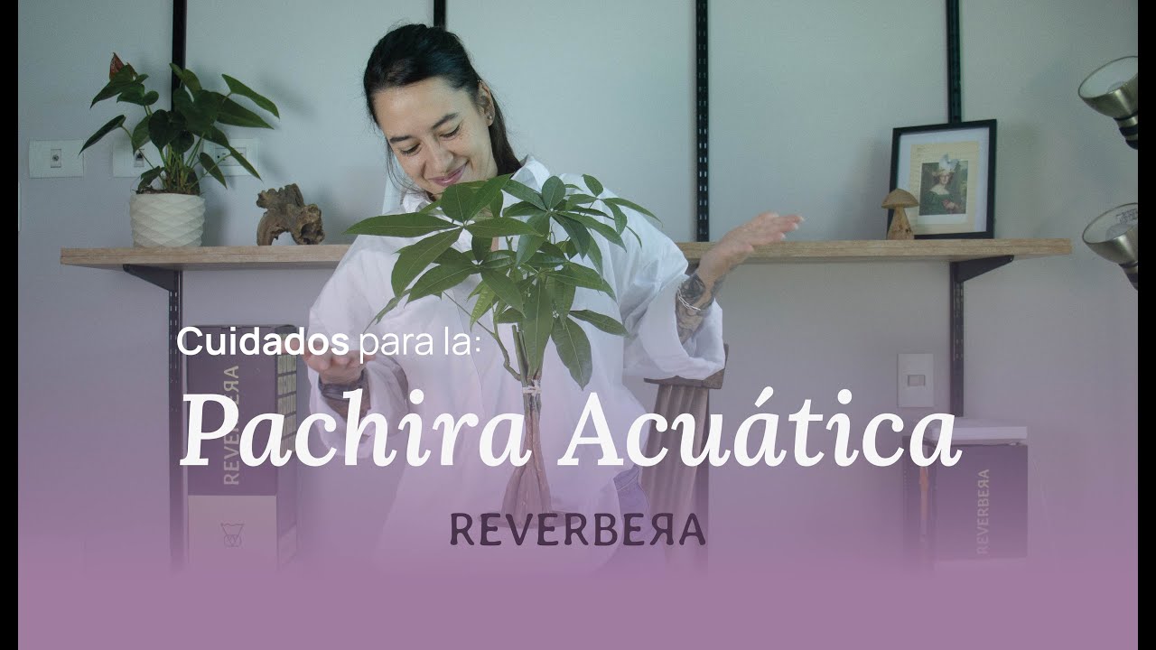 Cuidados de la Pachira acuática