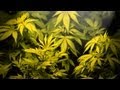 Documentary Drugs - Medical Marijuana Corruption