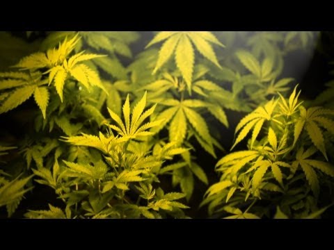 Medical Marijuana Corruption