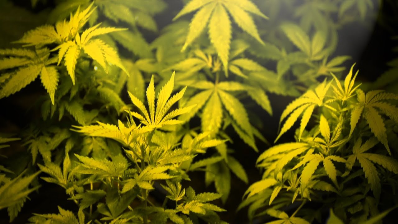 Medical Marijuana Corruption