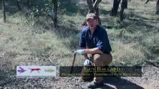 Ground baiting for wild dog and fox control