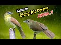 Suara Pikat Jernih Ciung Air Coreng Sumatera Pin Striped Tit Babbler