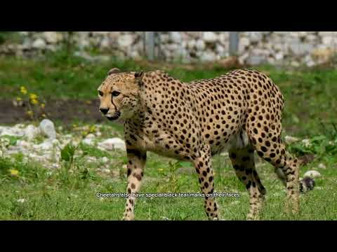 Amazing Cheetah Facts for Kids 🐆 | Learn About the Fastest Animal on Earth!