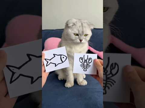 Soniya Gives Every Possible Gifts To Kitty 🤯🥳😀