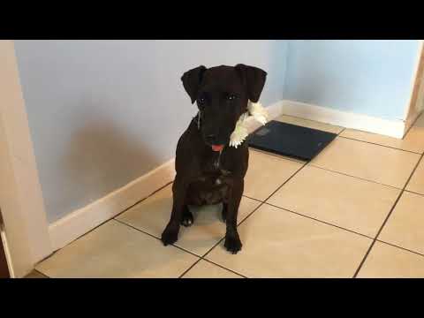 Patterdale Terrier and English Springer wedding day dog ring bearers at church in effingham Surrey