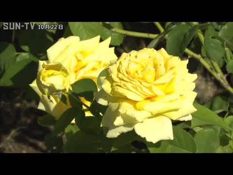 園芸 ヒューゴ神父のバラの茂み、中国の黄色いバラの茂み