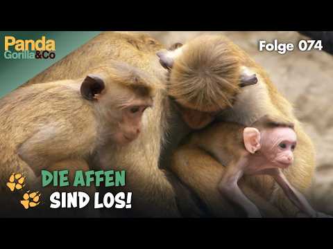 Affen im Zoo: Akrobatik, Familie und ein Baby-Diebstahl | Panda, Gorilla & Co.