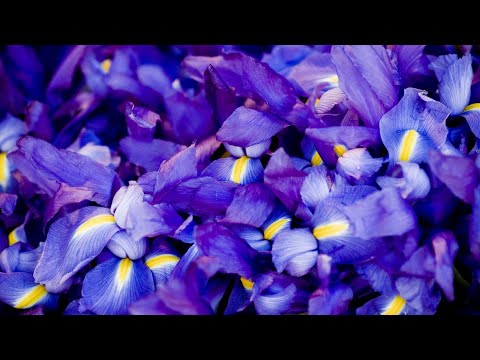 Audien vs. Krewella - Iris Alive (Mashup)