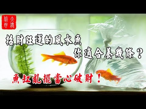 招財風水魚種類