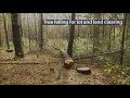 Cape Cod Tree Removal Services Best Choice For Tree Care Removal