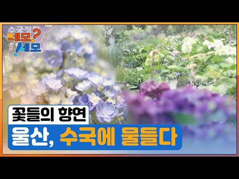 [네모세모] 울산, 수국에 물들다