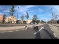 Dog Fuck