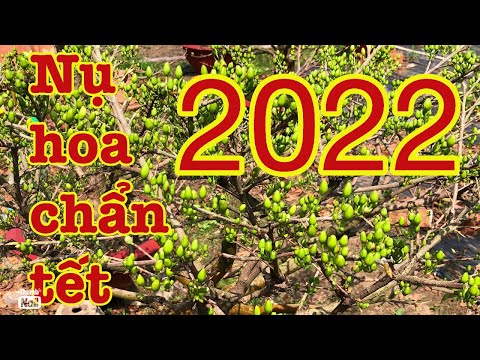 25 âm lịch mai lên nụ cực điều bông chuẩn tết