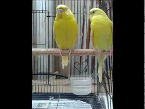Parrots Parrots Everywhere: Different types of Parrots