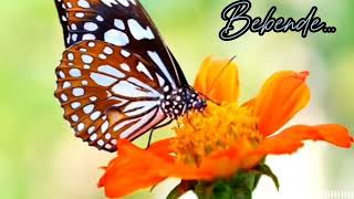 Download lagu Bebende, Lagu populer pop Sunda mp3