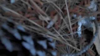 The Winner Is - Devotchka and Mychael Danna