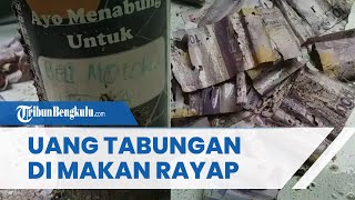 Nyesek! Uang Hasil Menabung Rusak Dimakan Rayap di Dalam Tabungan, Kondisi Berlubang dan Kumal