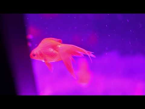 Gold Fish