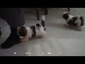 Shih Tzu dogs for sale: Sammy - Video 1