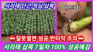 서리태콩 삽목 7일차 100% 성공예감 잘못하면 반타작 주의~청자5호 서리태콩.귀족서리태 서리태심는시기,서리…