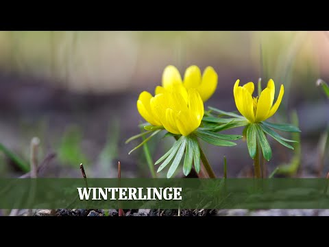 Die ersten Frühlingsboten: Winterlinge richtig pflanzen und pflegen!