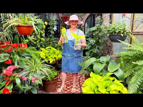 Tengo un antojo de esta Planta, que te comparto lo que hago