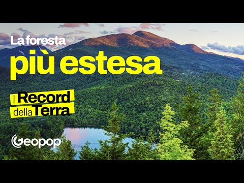 La Foresta amazzonica non è la più grande del mondo: ecco chi la batte!