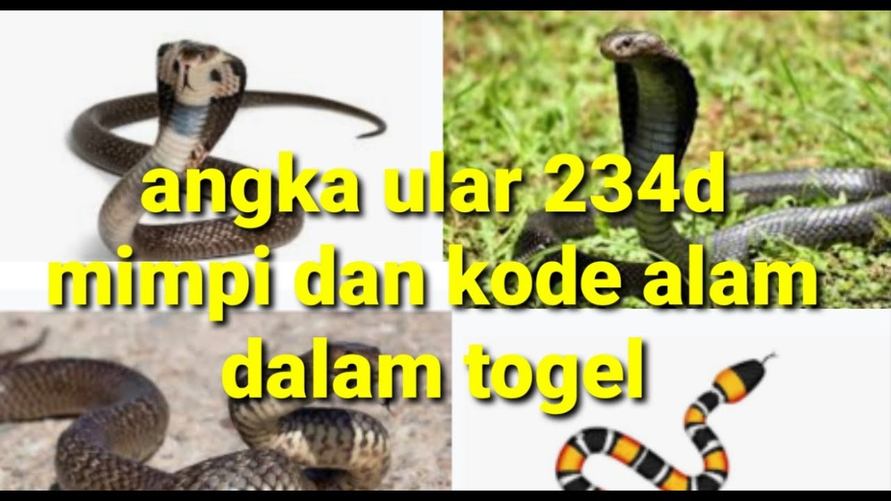 Ulasan Shio Ular Dalam Togel Viral - Lautan Ilmu