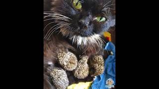 Adorable! Une maman chat adopte des bébés hérissons