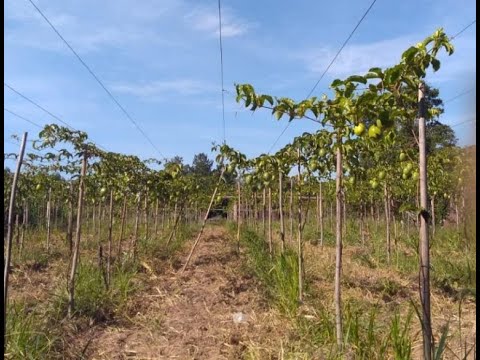 Agricultura, Pecuária, Abastecimento e D. Rural - Fomento à agricultura de baixo carbono – 08/11/21