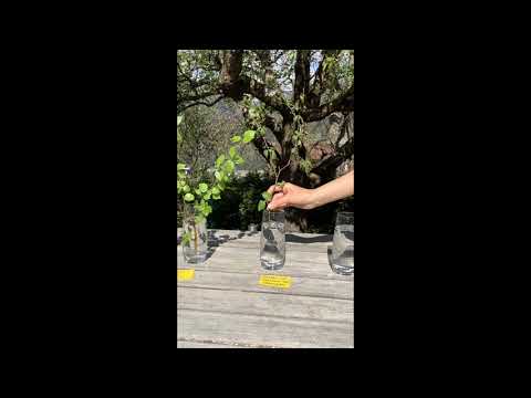 Experiment zur Photosynthese