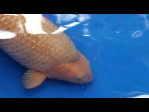 98 CM CHAGOI | Grand Champion B | ZNA Belgium 2021