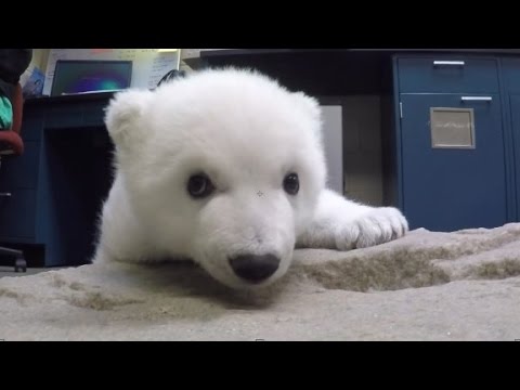 Adorable polar bear cub gets a name