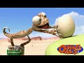 Oscar Finds A Chicken Egg More Oscar S Oasis Cartoons For Kids