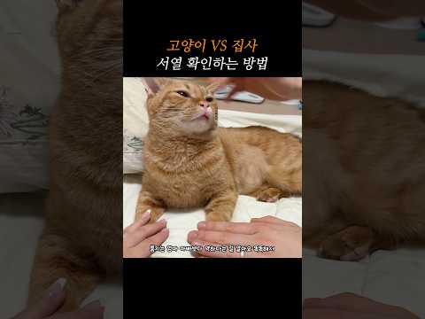 고양이와 집사 서열 확인하는 방법
